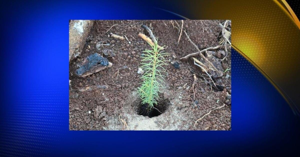 童子军植树活动让科哈塞特路变得更加绿化