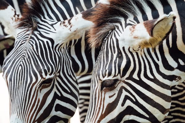 如何通过痕迹识别野生动物