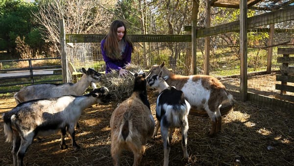 4-H 项目被取消让数百人心碎 | 4-H cuts leave hundreds heartbroken